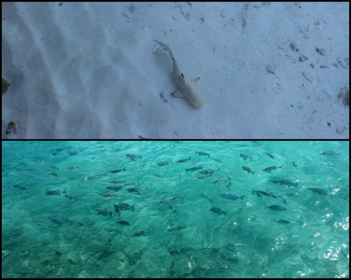 A baby shark swimming right by us.  School of fishes undeterred by the human activity around them.