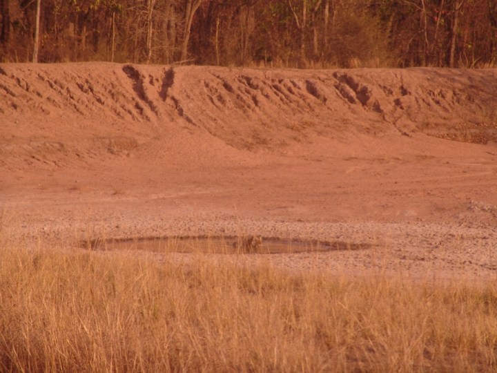 Bokha at the watering hole