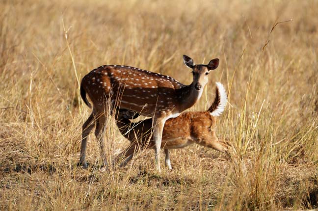 chital_mother