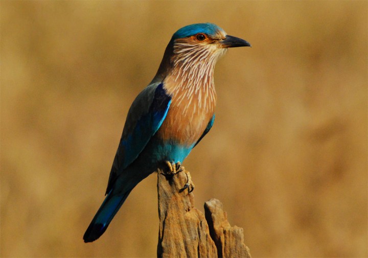 indian_roller_bandhavgarh