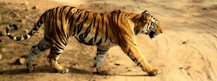 tigress_in_bandhavgarh_np1