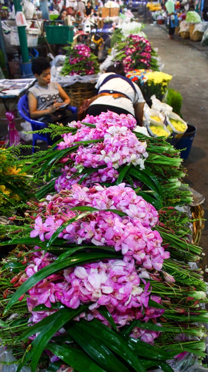 I can never get enough of Orchids