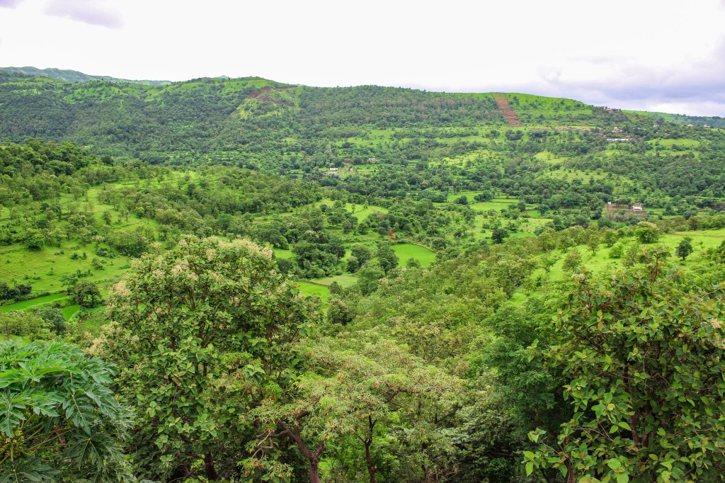Green Pune after monsoon